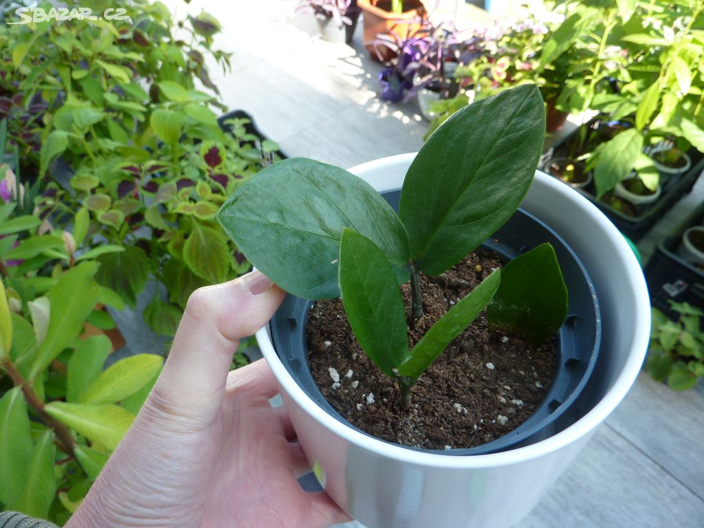 Zamioculcas zakořeněné řízky