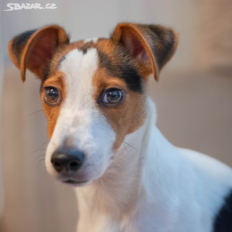 Andy (Jack Russel teriér)