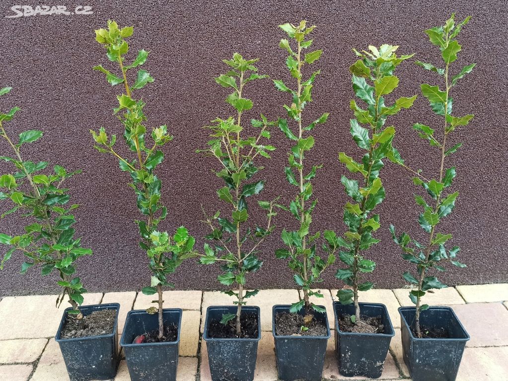 Dub cesmínový (Quercus ilex) - 50 - 80 cm