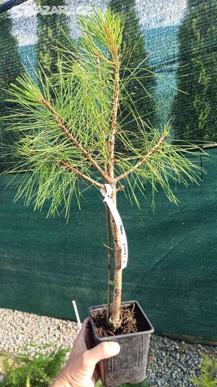 Borovice těžká (Pinus ponderosa) - 30 - 50 cm