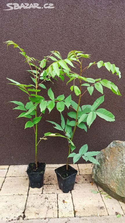 Česnekovník čínský (Toona sinensis) - 40 - 50 cm