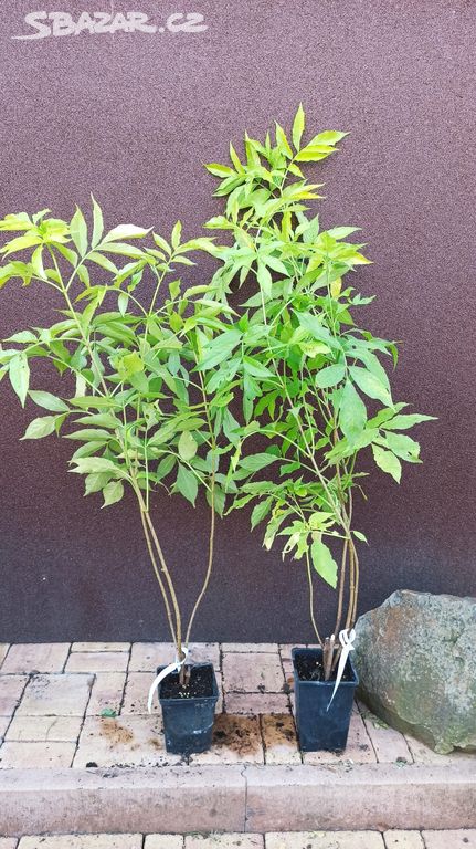 Bez černý Aurea (Sambucus nigra Aurea) 80 - 100 cm
