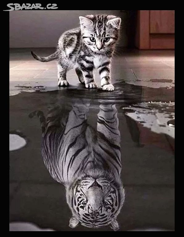 Malování podle čísel kotě / tygr