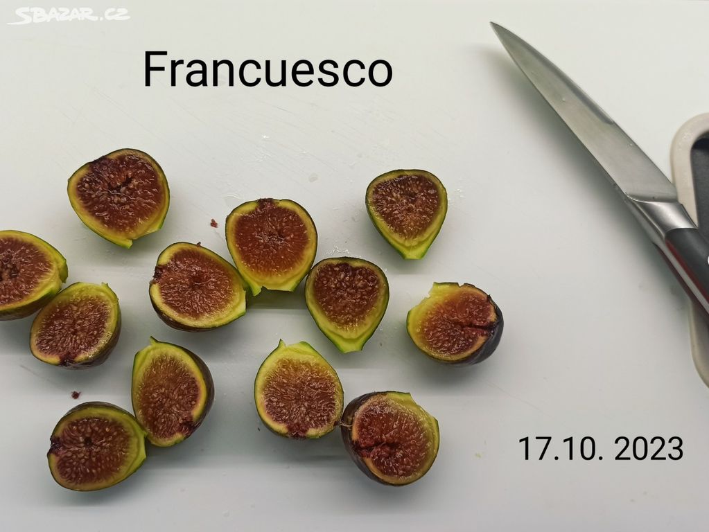 Fíkovník Francuesco (Ficus Francuesco) - 50 - 70cm