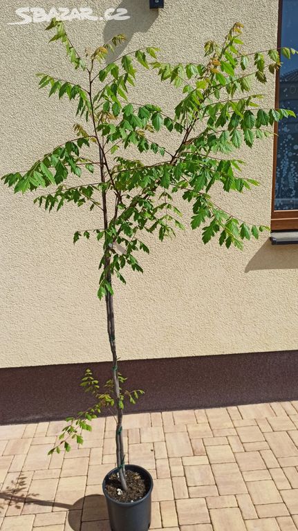 Svitel latnatý (Koelreuteria paniculata) 140cm