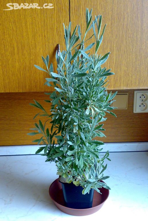 Levandule Allardova (Lavandula allardii) rostlina