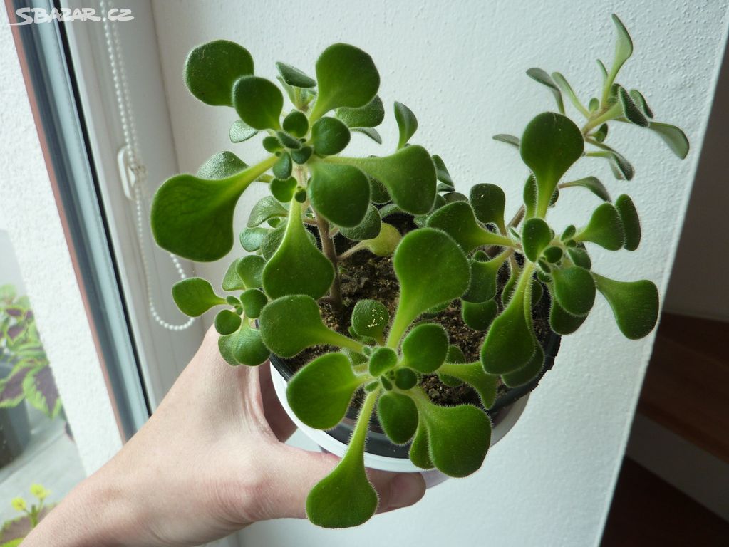 Aeonium lindleyi  sukulent - pokojová rostlina 2