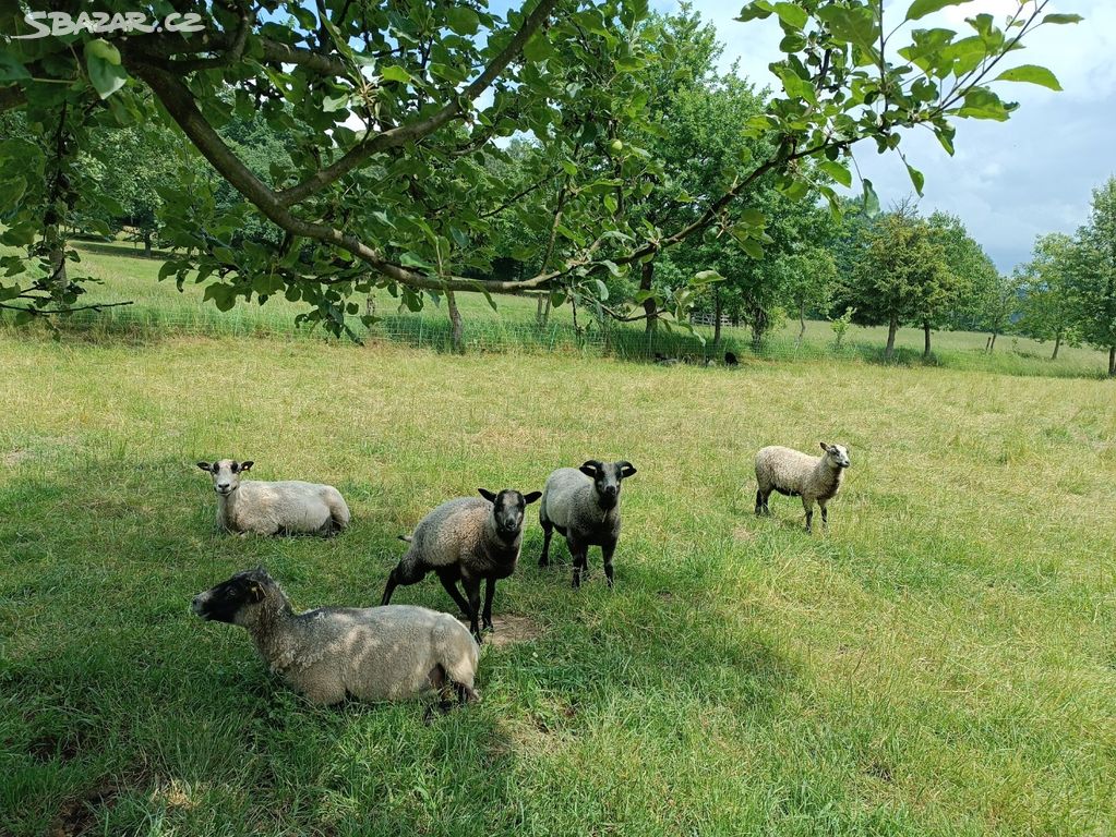 Letošní jehňata Shetlandské ovce