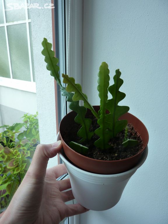 Kaktus rybí kost filokaktus - pokoj rostlina 5