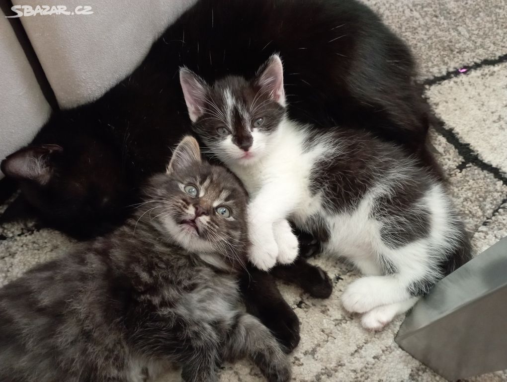 Koťata - kocourek a kočička