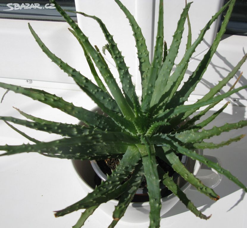 Sukulent Aloe humilis na okenní parapet