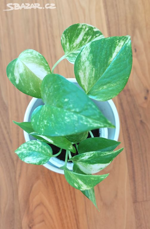 Epipremnum Golden + marble Queen