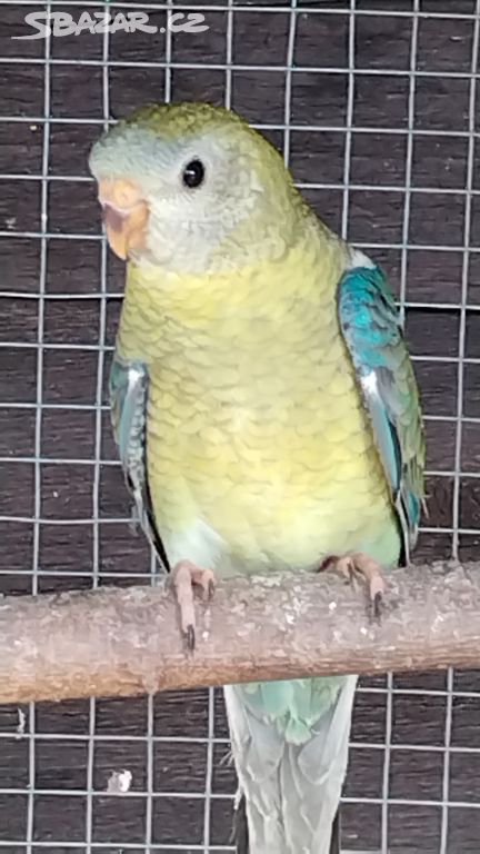papoušek zpěvavý