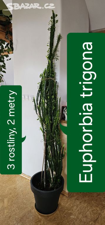 Vzrostlá sukulentní pokojovka Euphorbia trigona