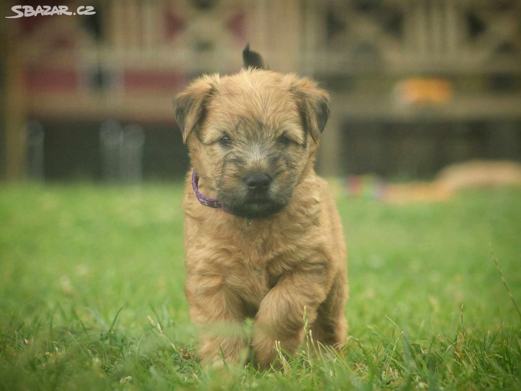 Irish soft coated wheaten teriér