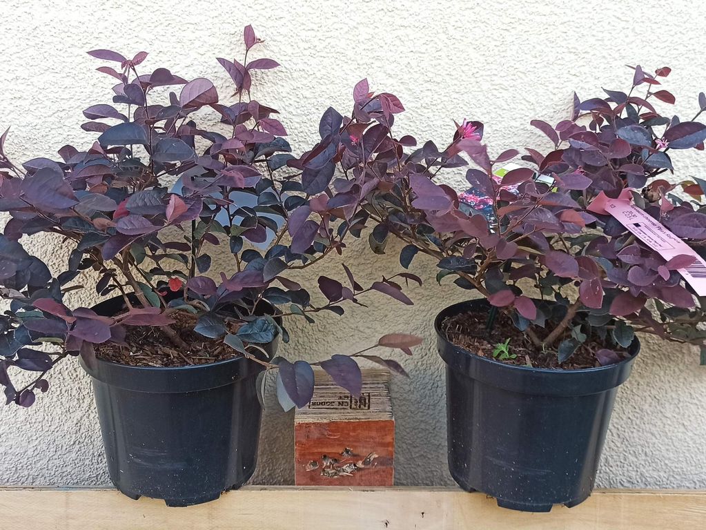 Loropetalum čínské Pipa´s Red - 20 - 30 cm