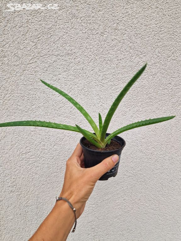 Aloe Vera 1