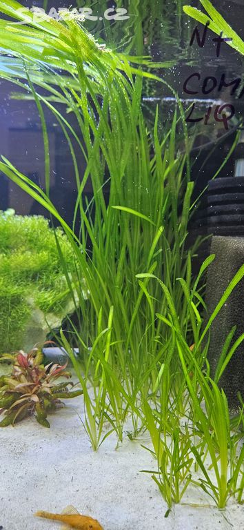 Vallisneria spiralis