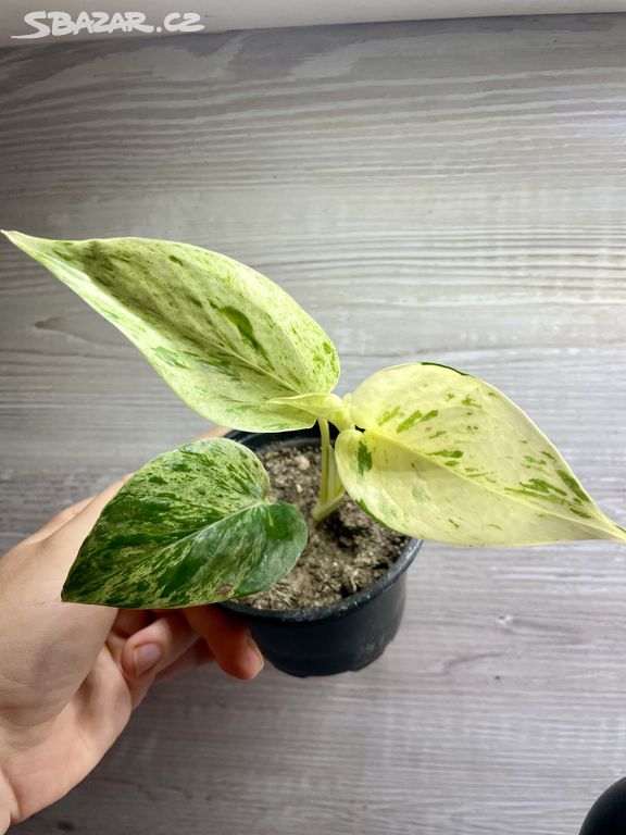 Epipremnum Marble Queen