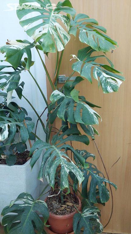 Monstera Albo Variegata