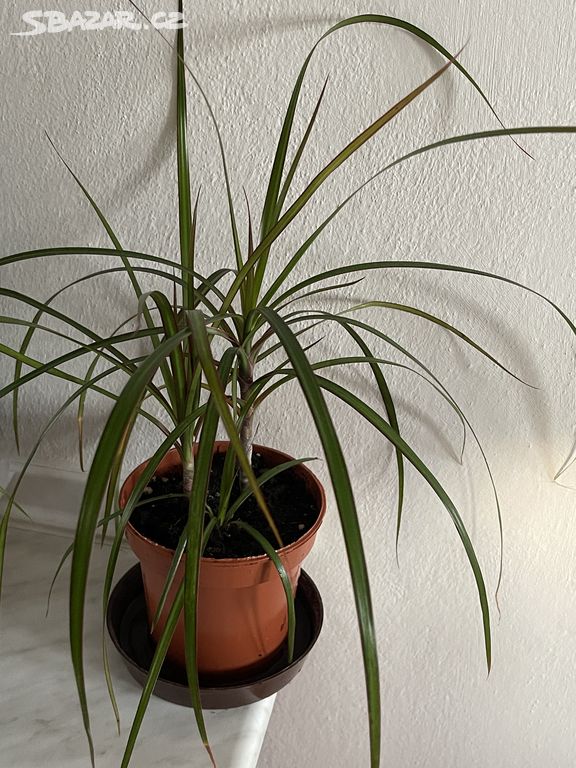 Dracena - nenáročná elegantní pokojovka