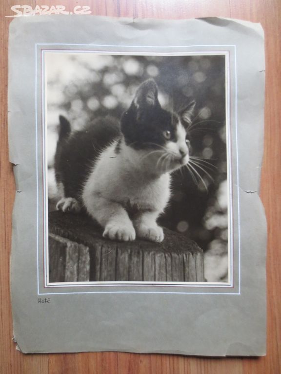 Kotě - originální fotografie - 22 x 18 cm