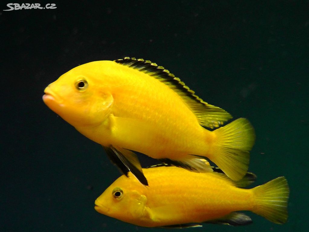Tlamovci Malawi... Labidochromis caeruleus yellow