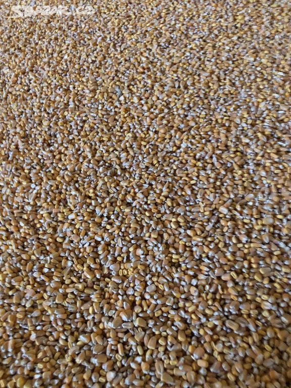 Kukuřice , pšenice , ječmen