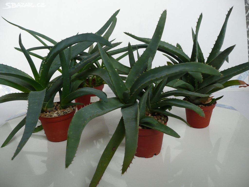 Léčivé Rostliny Aloe Vera Krásná Hora Nad Vltavou Příbram Sbazarcz 1440