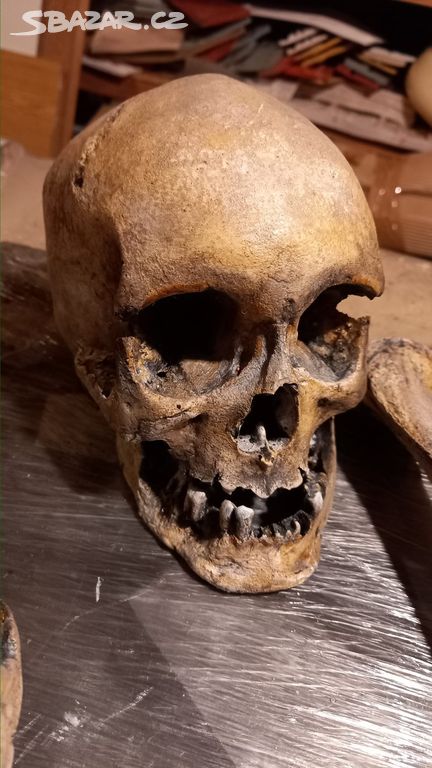 Lidská lebka replika muž human skull  replica