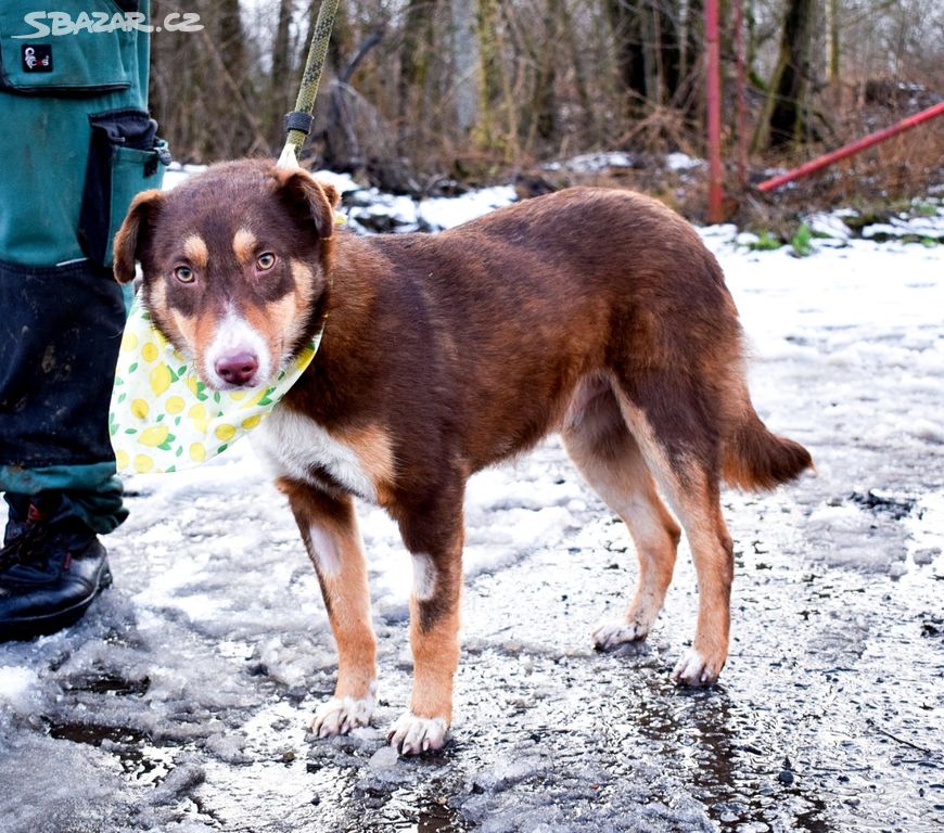 Rodinný mladý pes Quido k adopci