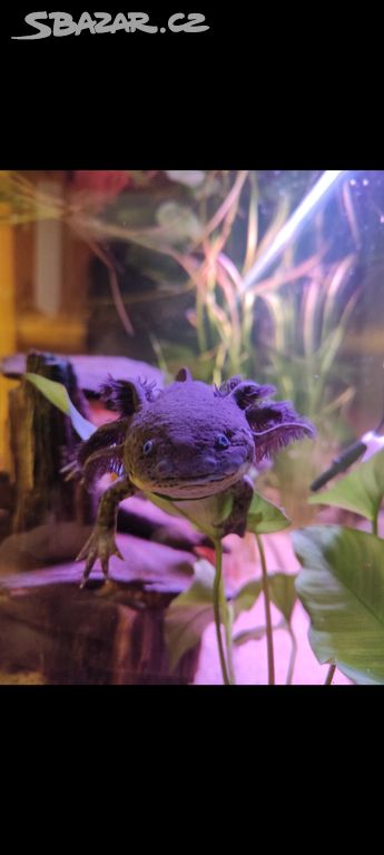 Axolotli + akvárium