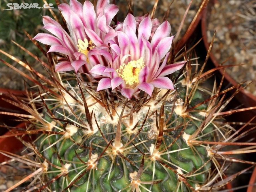 Kaktus Echinofossulocactus obvallatus-semena