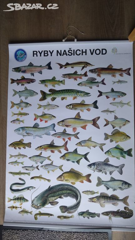 Plakát Ryby našich vod