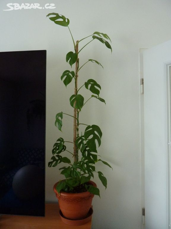 Filodendron minima - pokojová rostlina