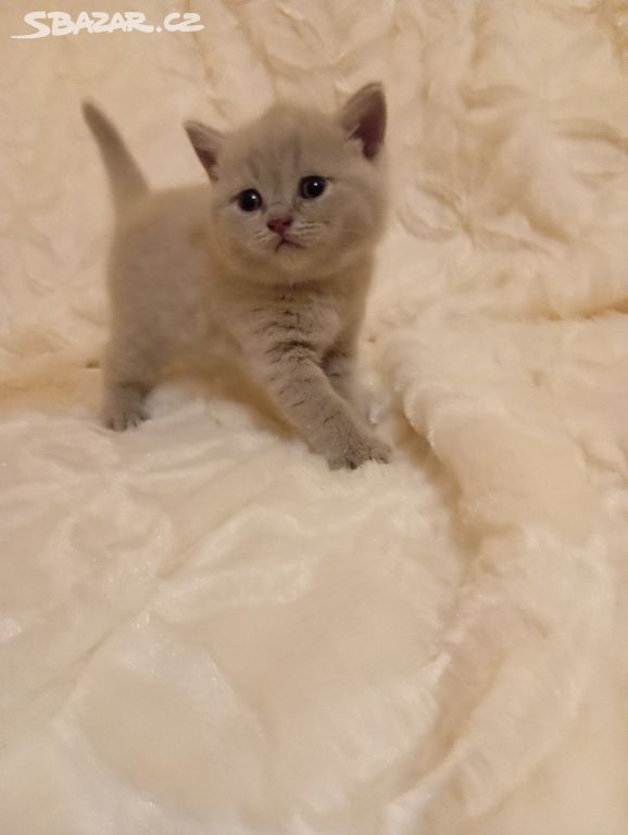Britska modrá krátkosrstá koťátka