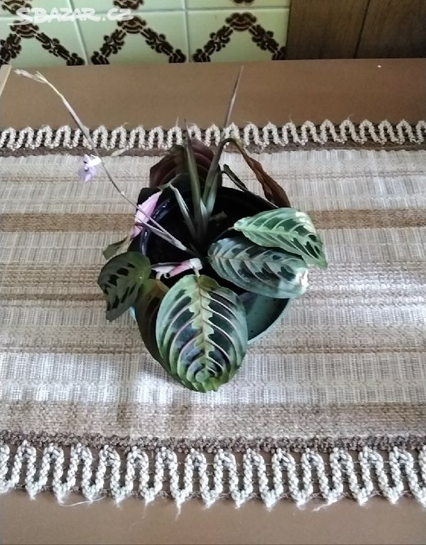 Kytka maranta