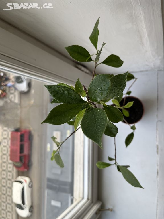 Ficus Benjamin - 60 cm