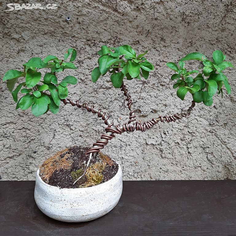 Bonsai s miskou - Kdoulovec nádherný