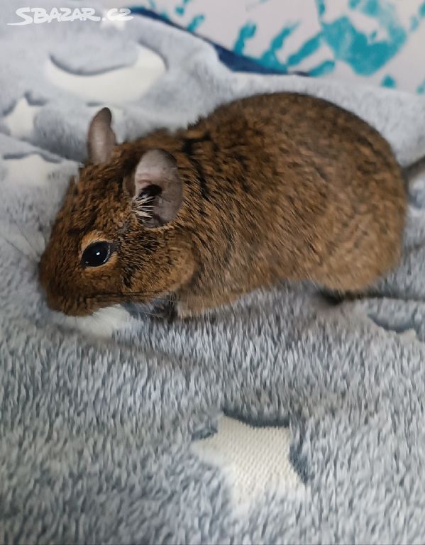 Daruji osmáka degu.