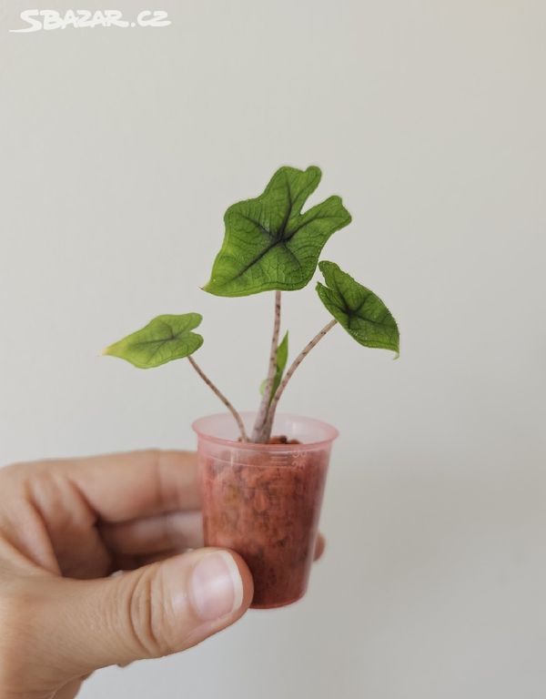 Alocasia Jacklyn