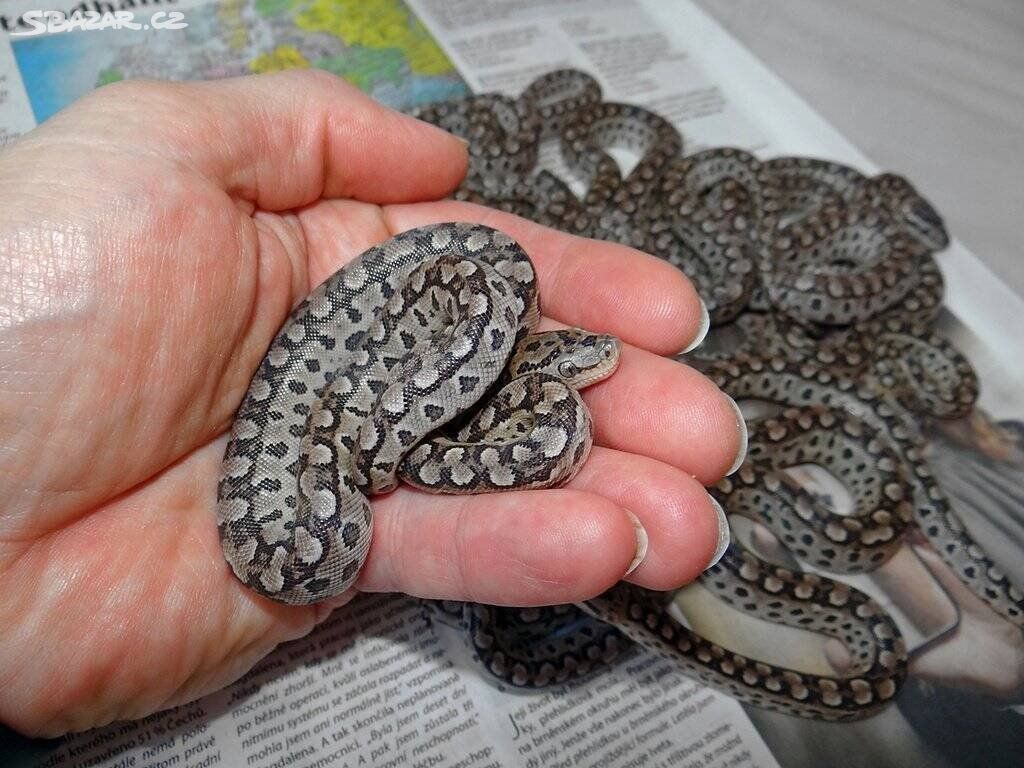 Epicrates cenchria alvarezi, Argentine Rainbow Boa