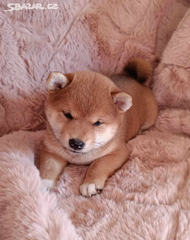 Shiba Inu