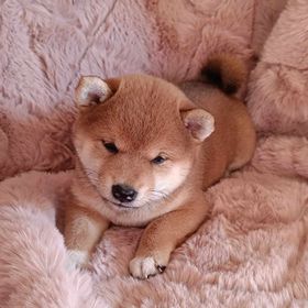 Obrázek k inzerátu: Shiba Inu