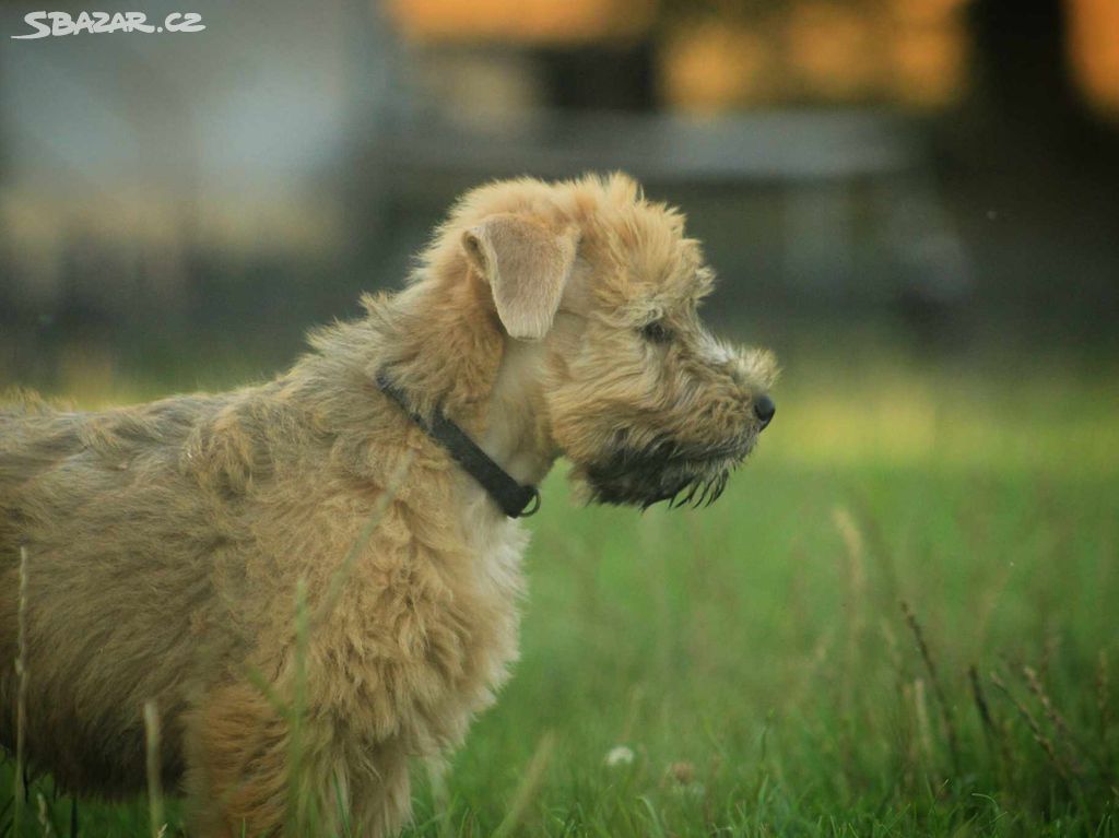 Irish soft coated wheaten teriér