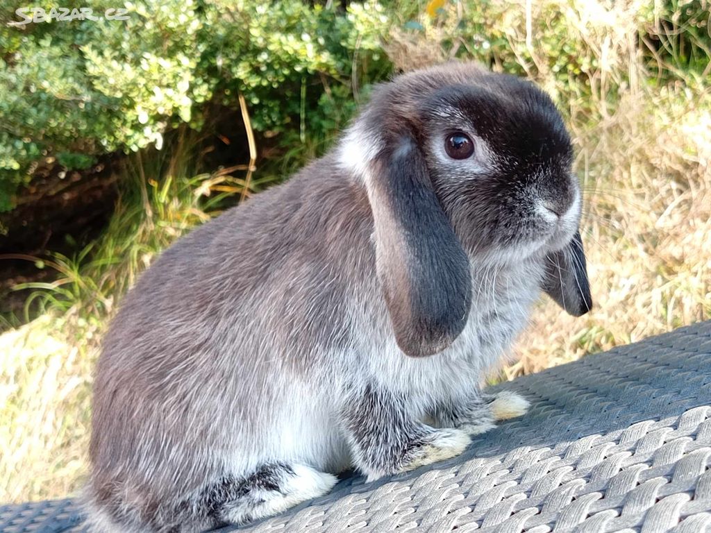 Volná Miminka - Anglický Zakrslý Beránek MiniLop