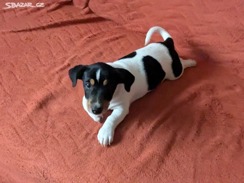 Jack Russell Teriér