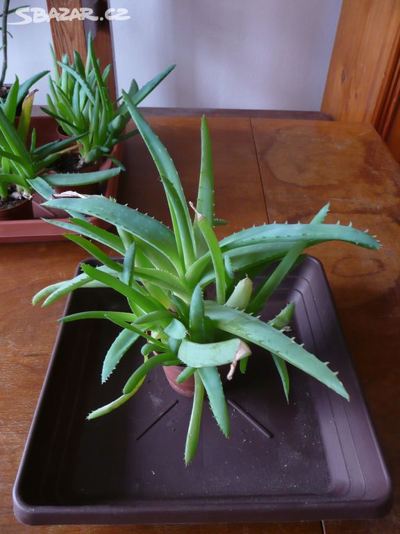 Vzrostlé Aloe vera
