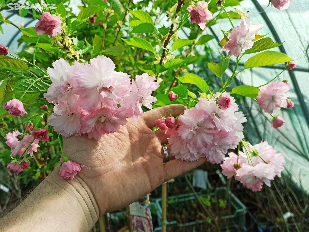 Sakura Kanzan (Prunus serrulata Kanzan) kmen 120cm