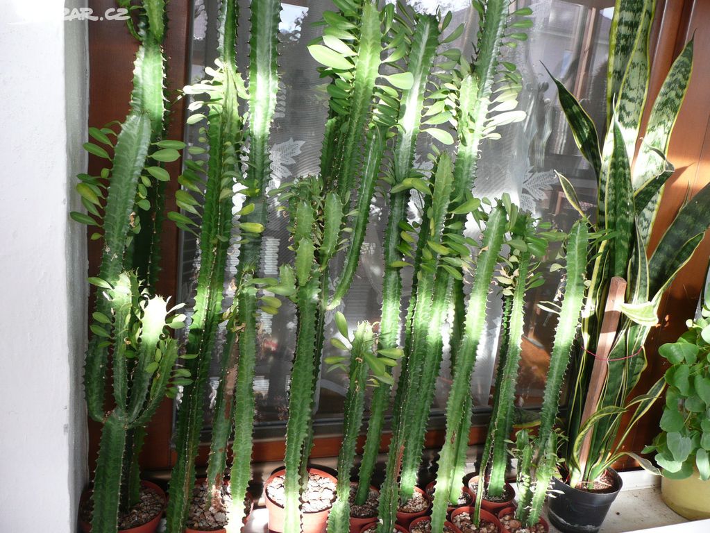Vzrostlé sukulenty Euphorbia trigona (pryšec)